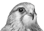 Valk Administratie en Advies